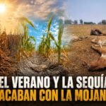 Se esta muriendo el ganado en La Mojana